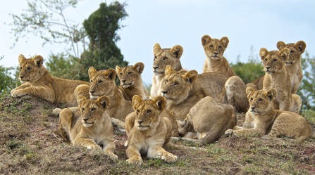 TANZANIA SAFARI