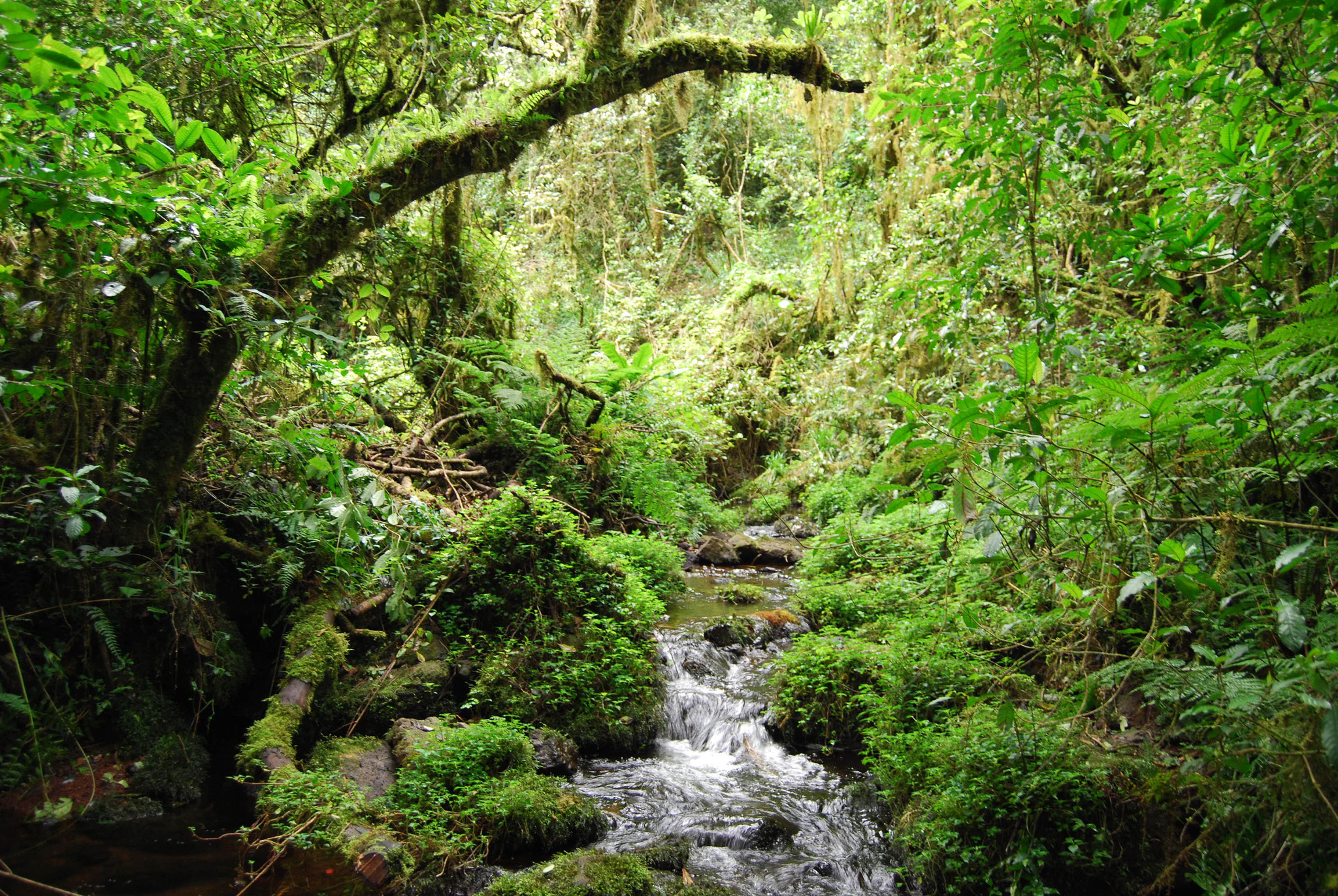 Marangu day hiking