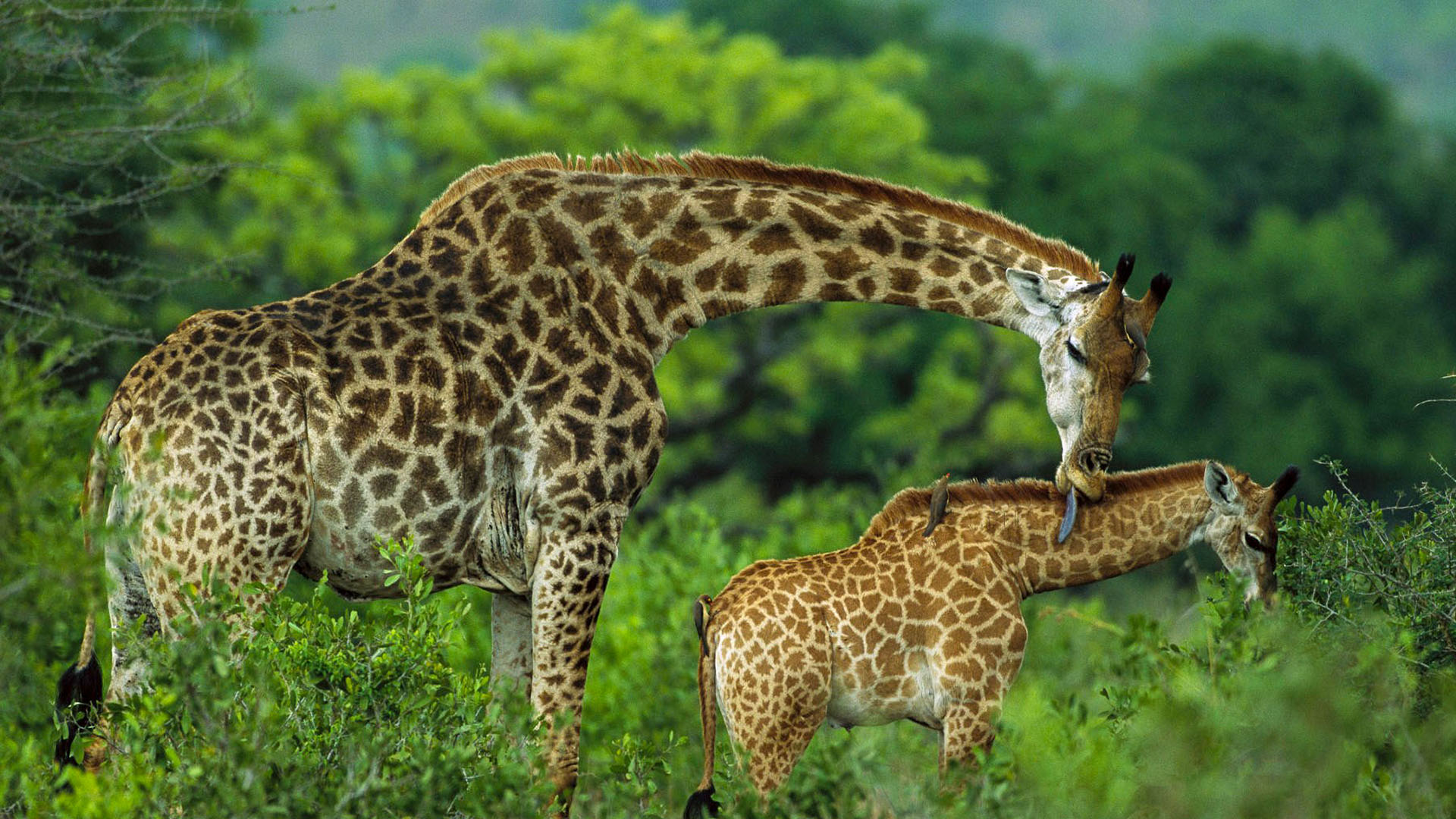 Arusha National park