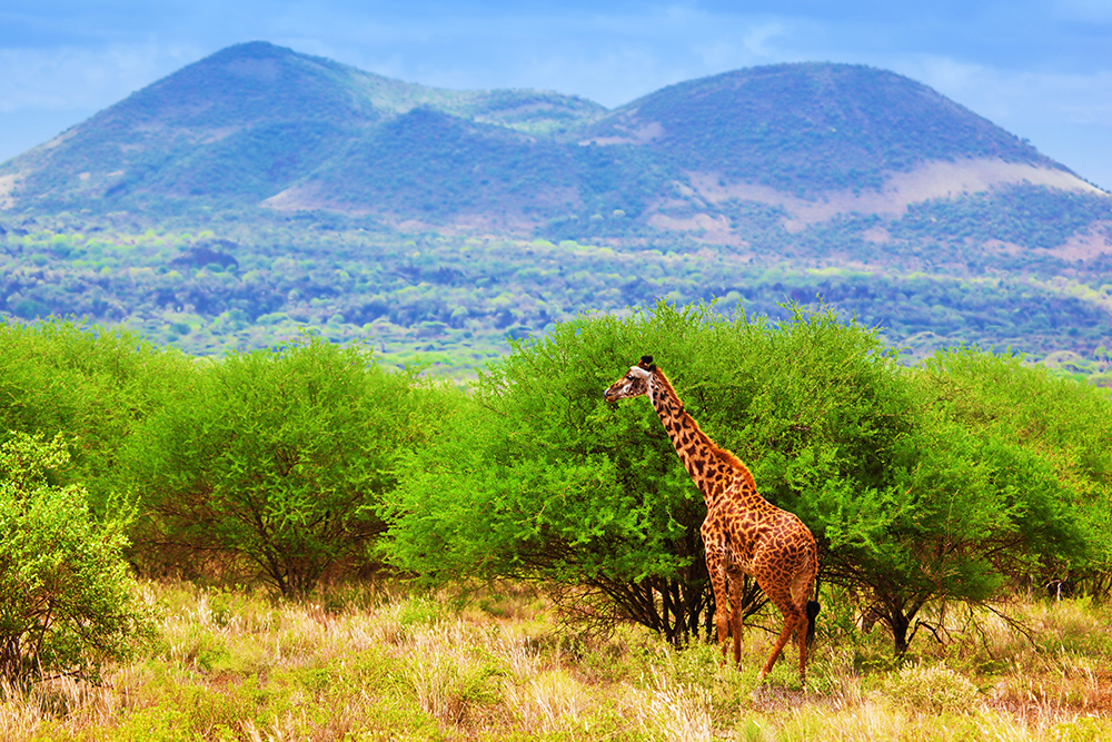 ARUSHA NATIONAL PARK