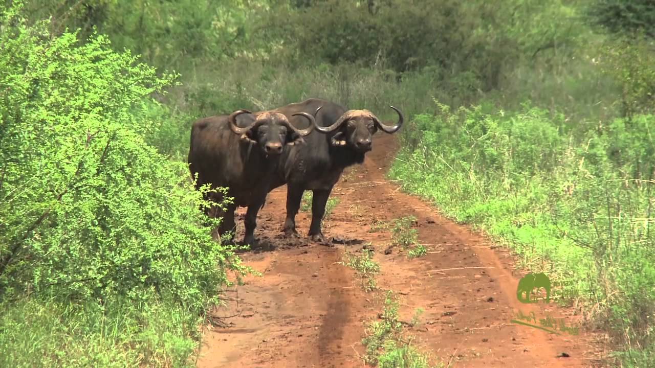 GOMBE NATIONAL PARK