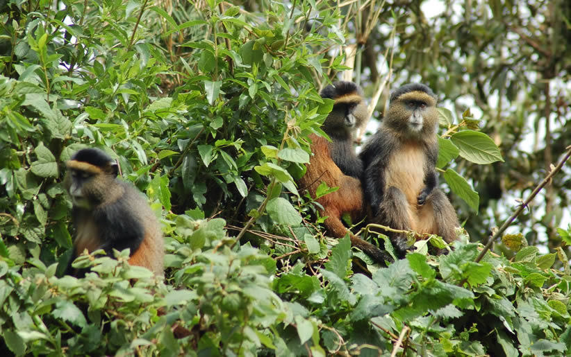KATAVI NATIONAL PARK