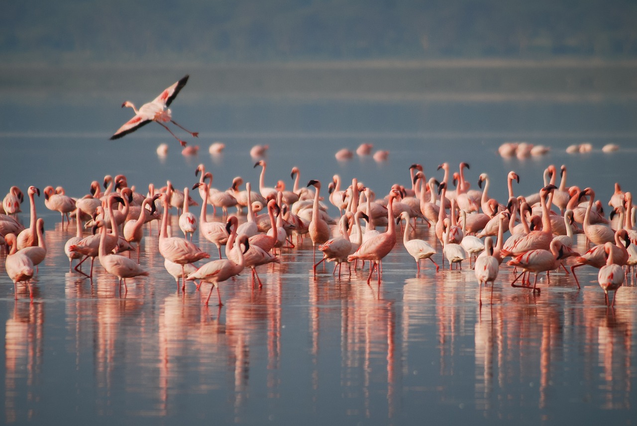 LAKE MANYARA NATIONAL PARK