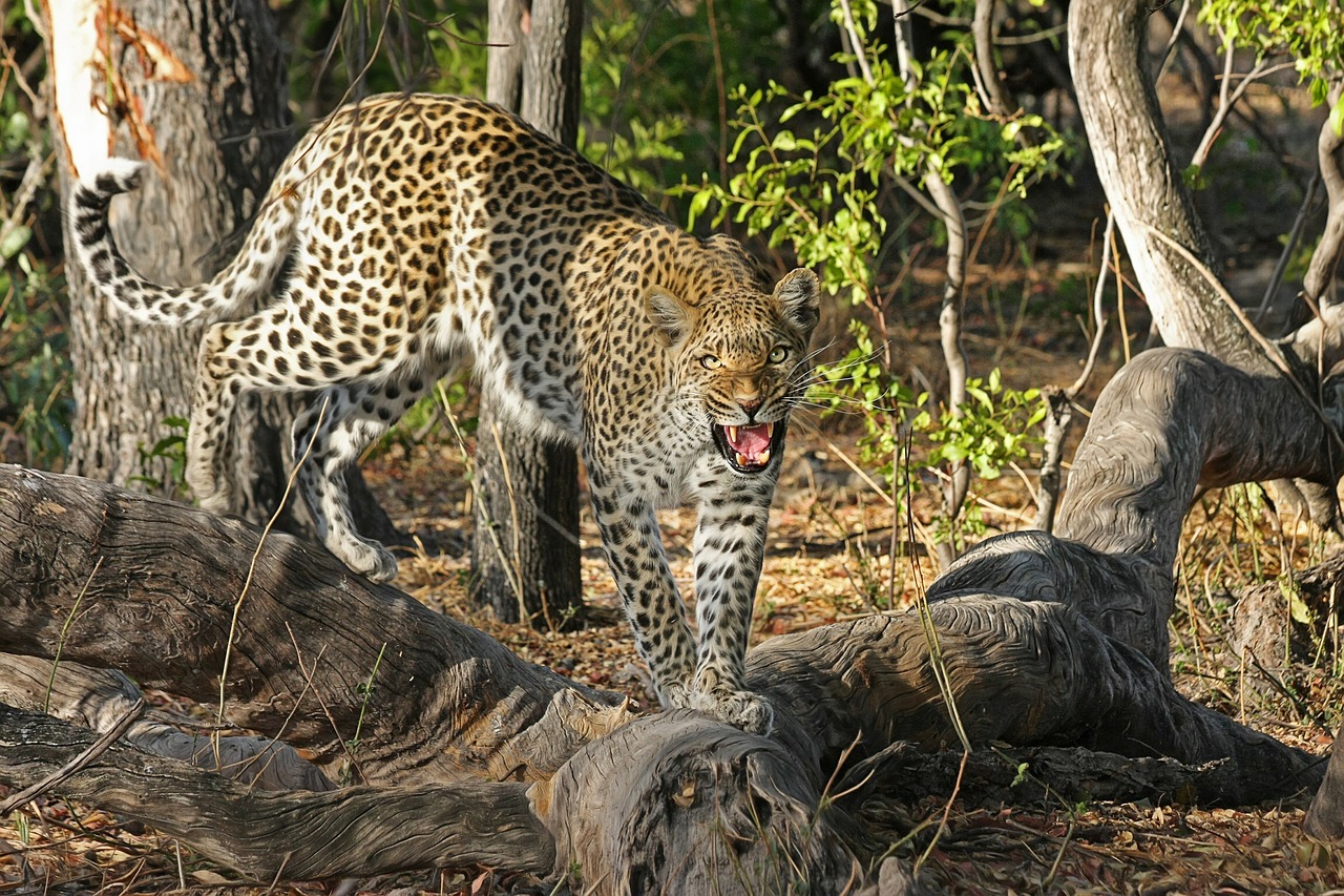 NGORONGORO CRATER