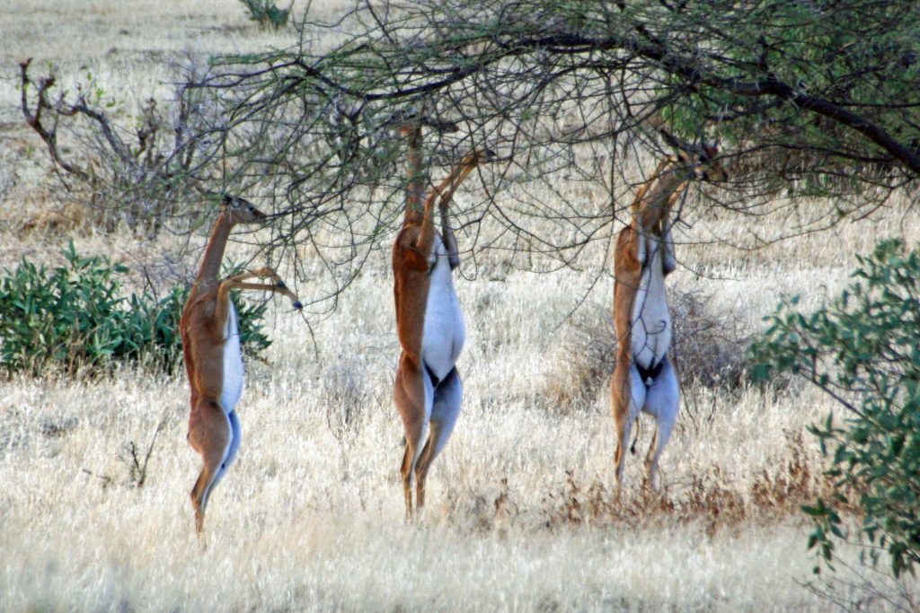SAADANI NATIONAL PARK