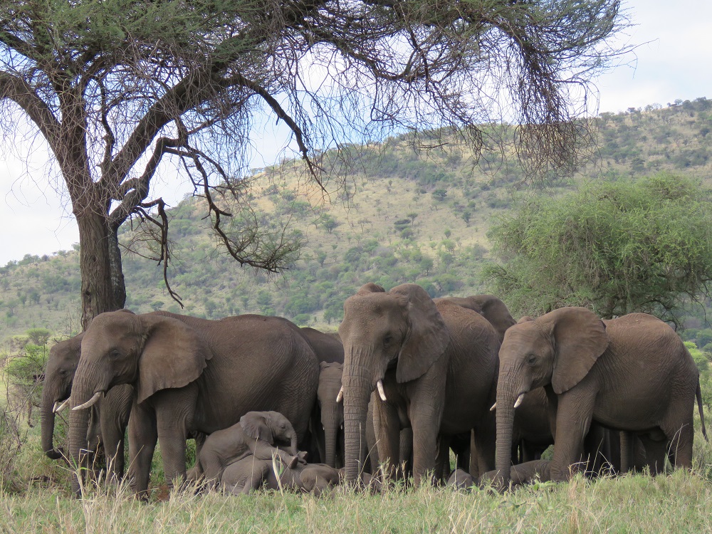 TARANGIRE NATIONAL PARK