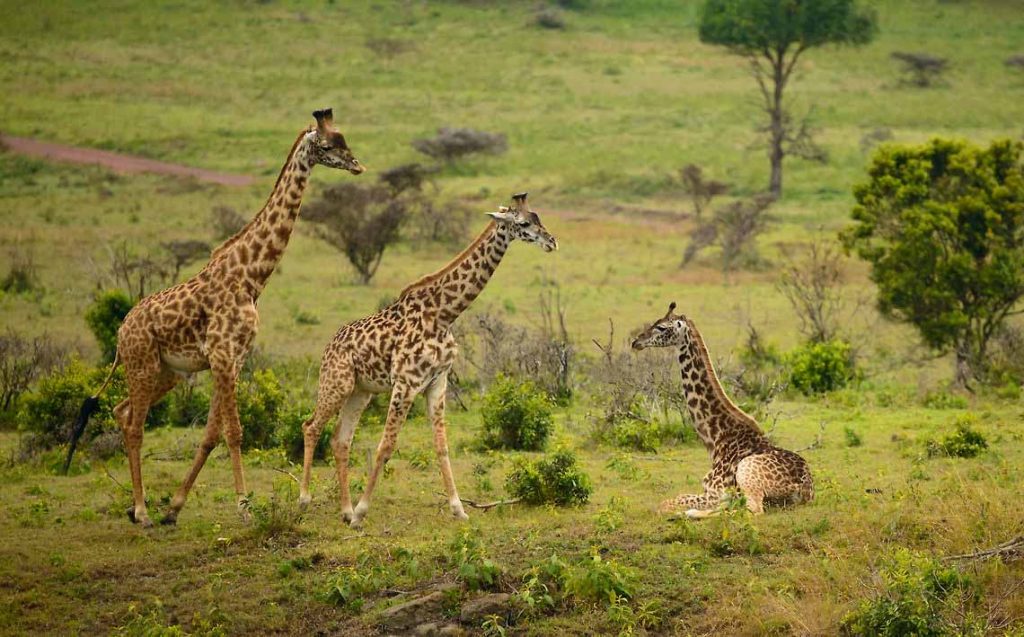 Arusha National Park 2