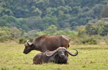 Arusha National Park 3